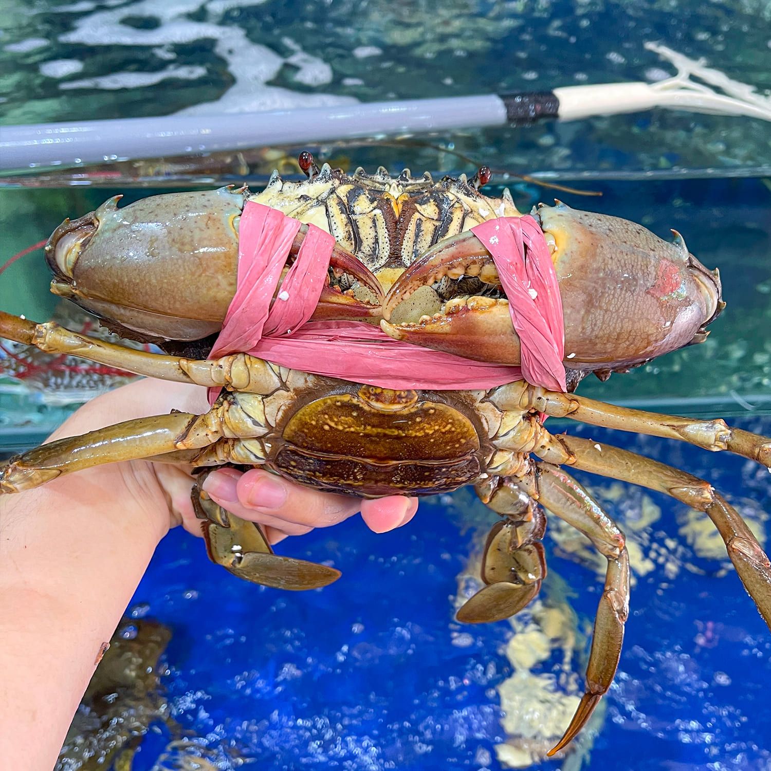  Cua Cà Mau - Cua Gạch Lớn 