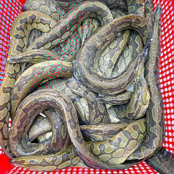 ca chach chau ca chach lau