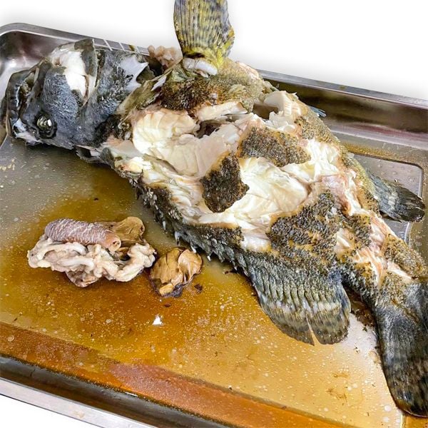  Cá Song Hổ - Cá Mú Cọp (Size 1,5 - 3kg/con) 