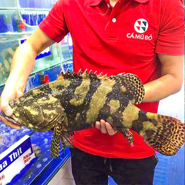 ca song ho ca mu cop size 1 5 3kg con