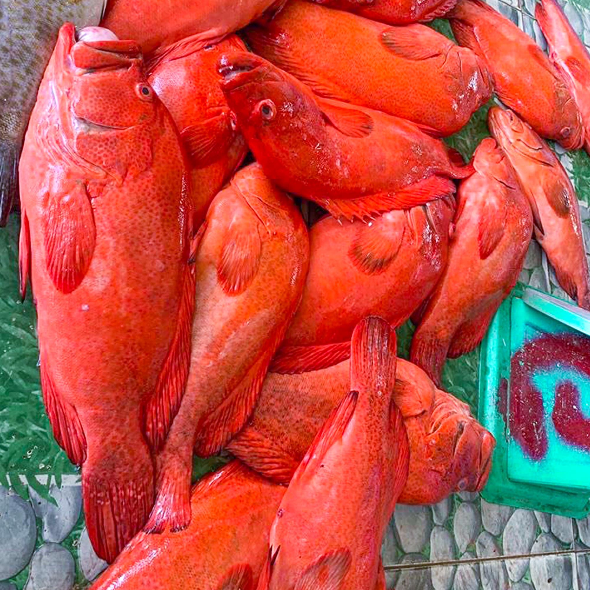  Cá Mú Đỏ Bớp (Cá Mú Bịp) 