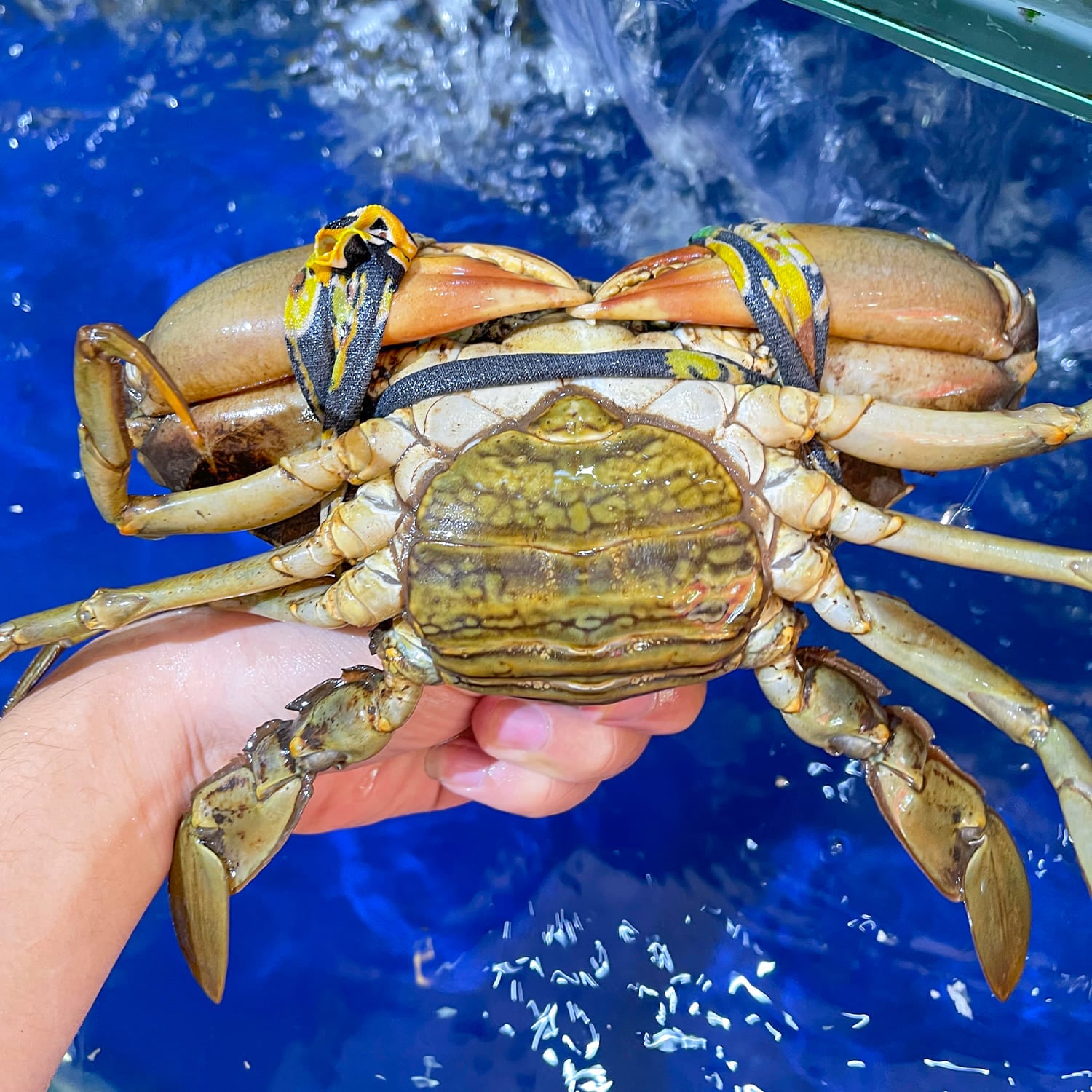 cua ca mau cua gach lon