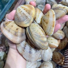 ngao 2 coi thi 234 n nhi 234 n