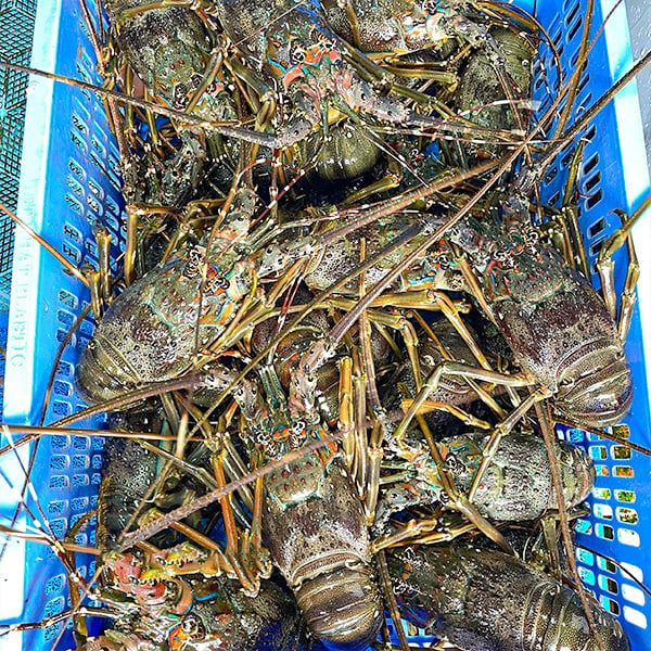  Tôm Hùm Xanh (300 - 400g/con) 