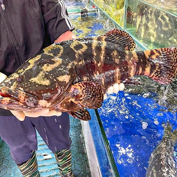  Cá Song Hổ - Cá Mú Cọp (Size 3 - 6kg/con) 