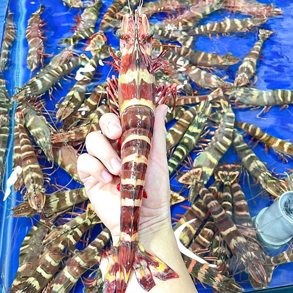 Tôm Sú Hổ (Size 4 - 7) 