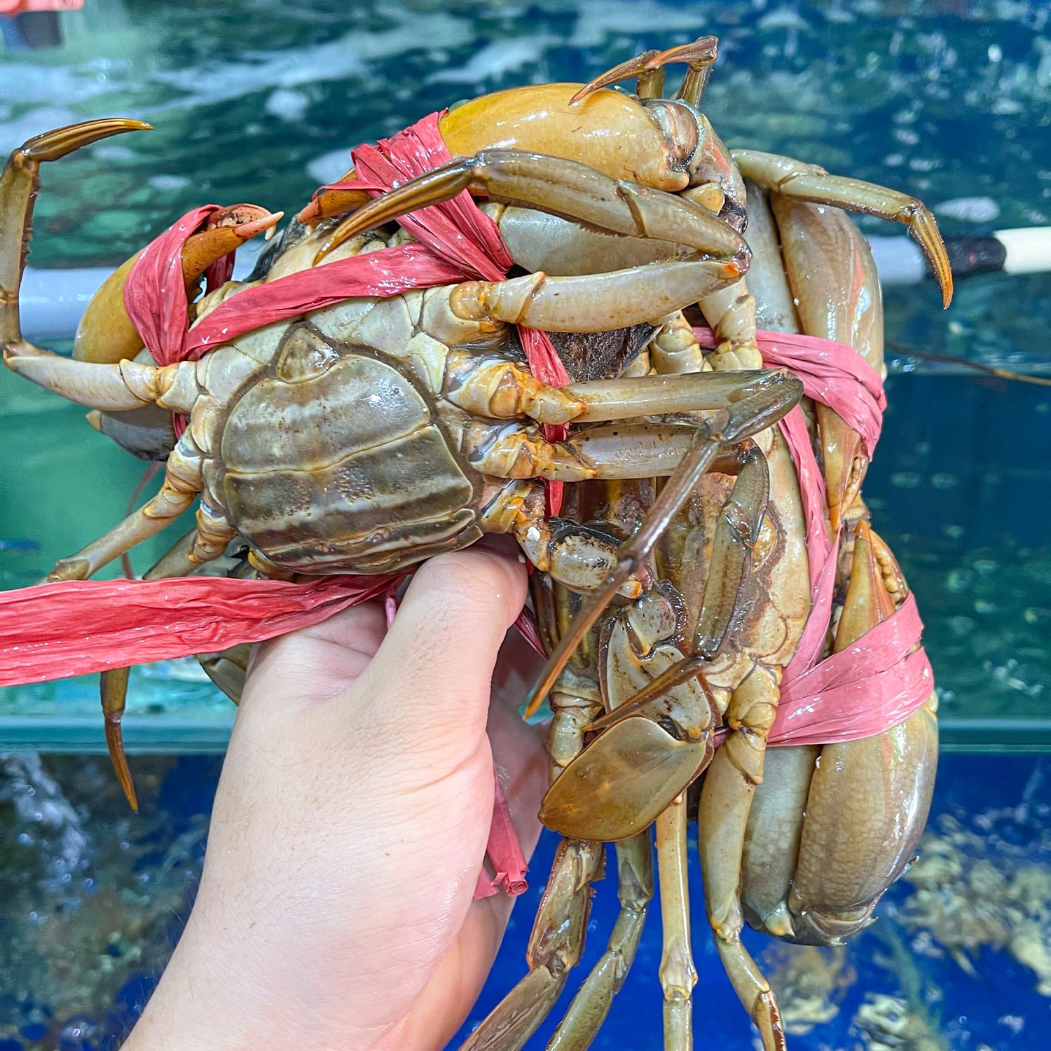  Cua Cà Mau - Cua Gạch Lớn 