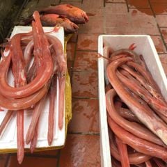 c 225 ch 236 a v 244 i do