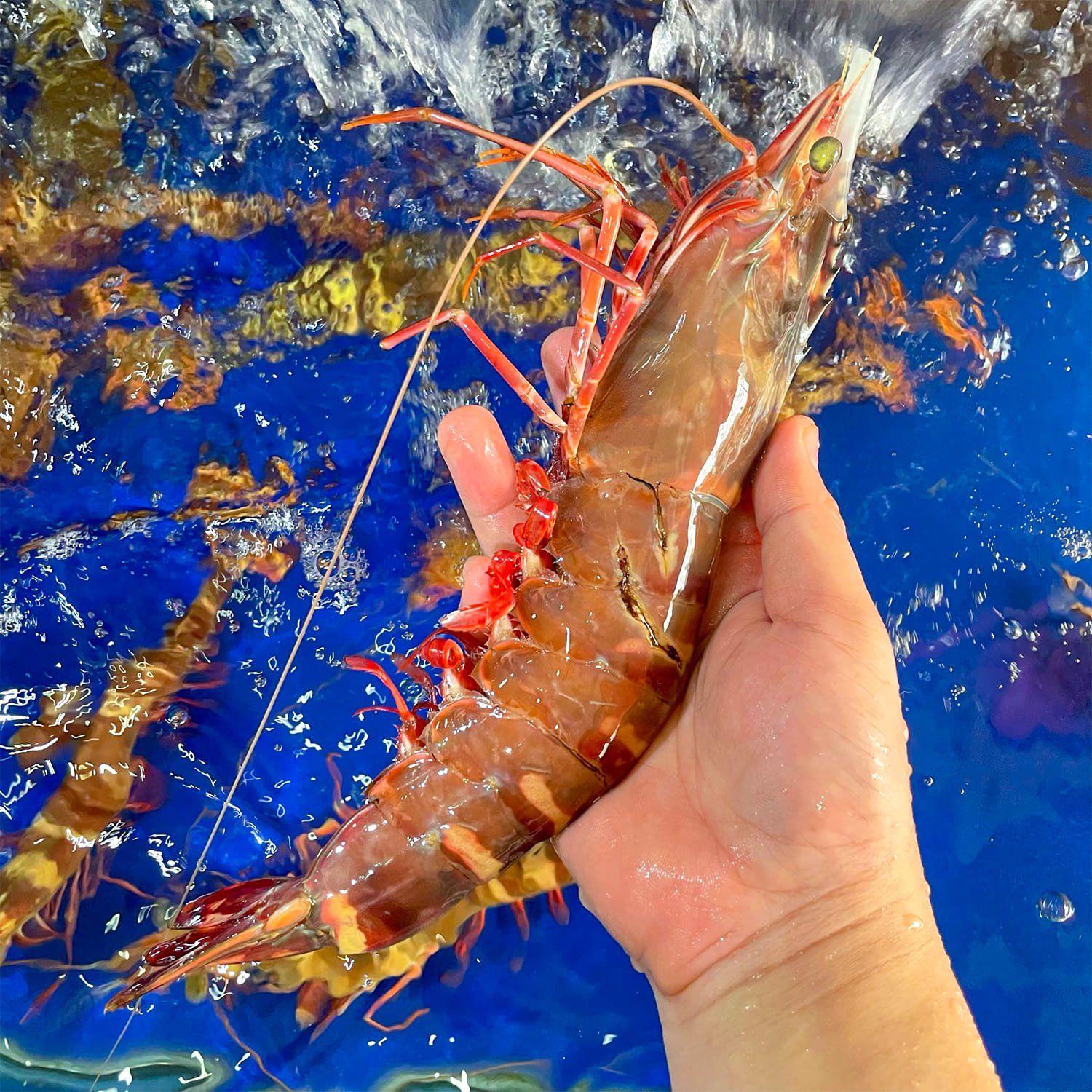  Tôm Sú Hổ (Size 8 - 10) 