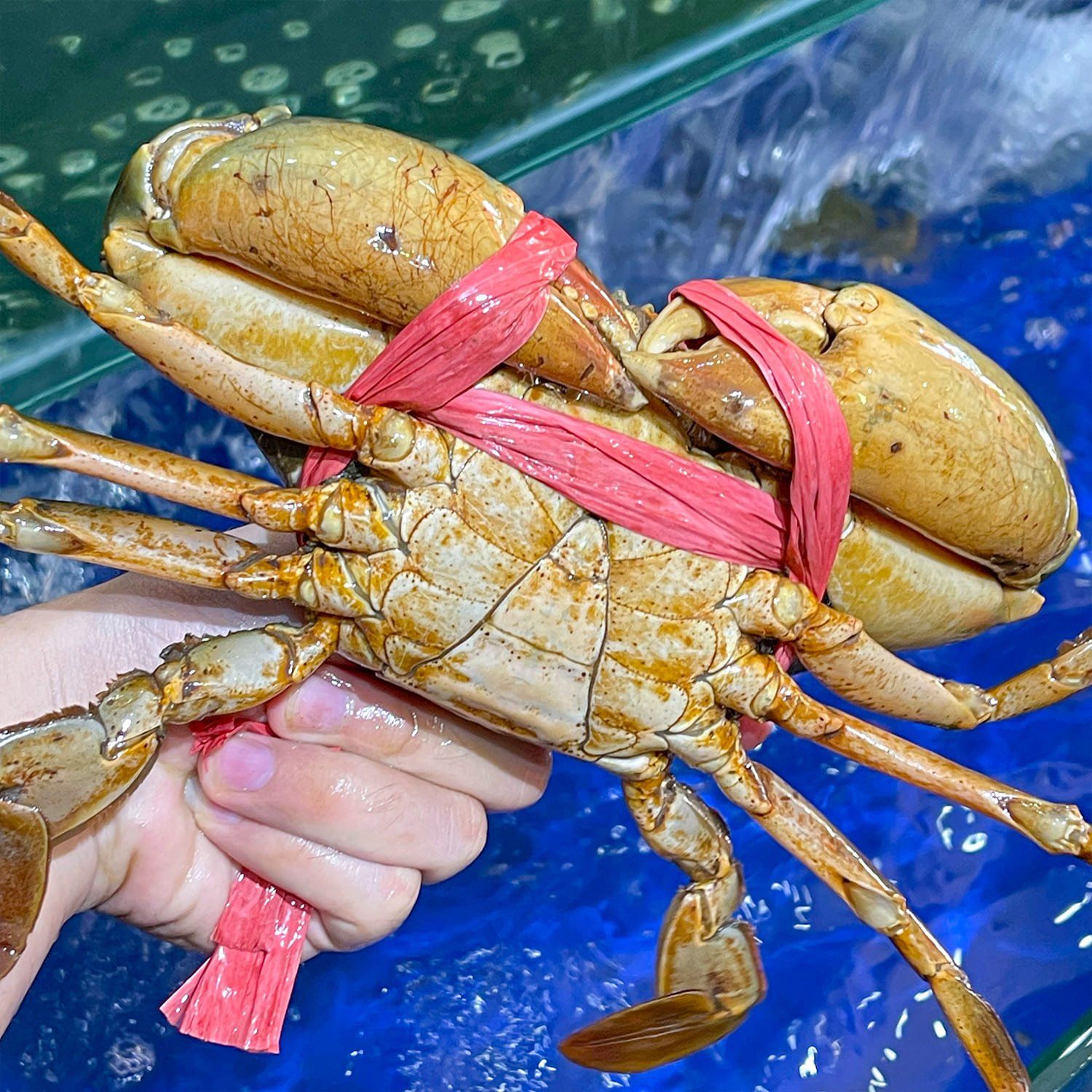  Cua Thịt Y5 Cà Mau 