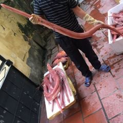 c 225 ch 236 a v 244 i do