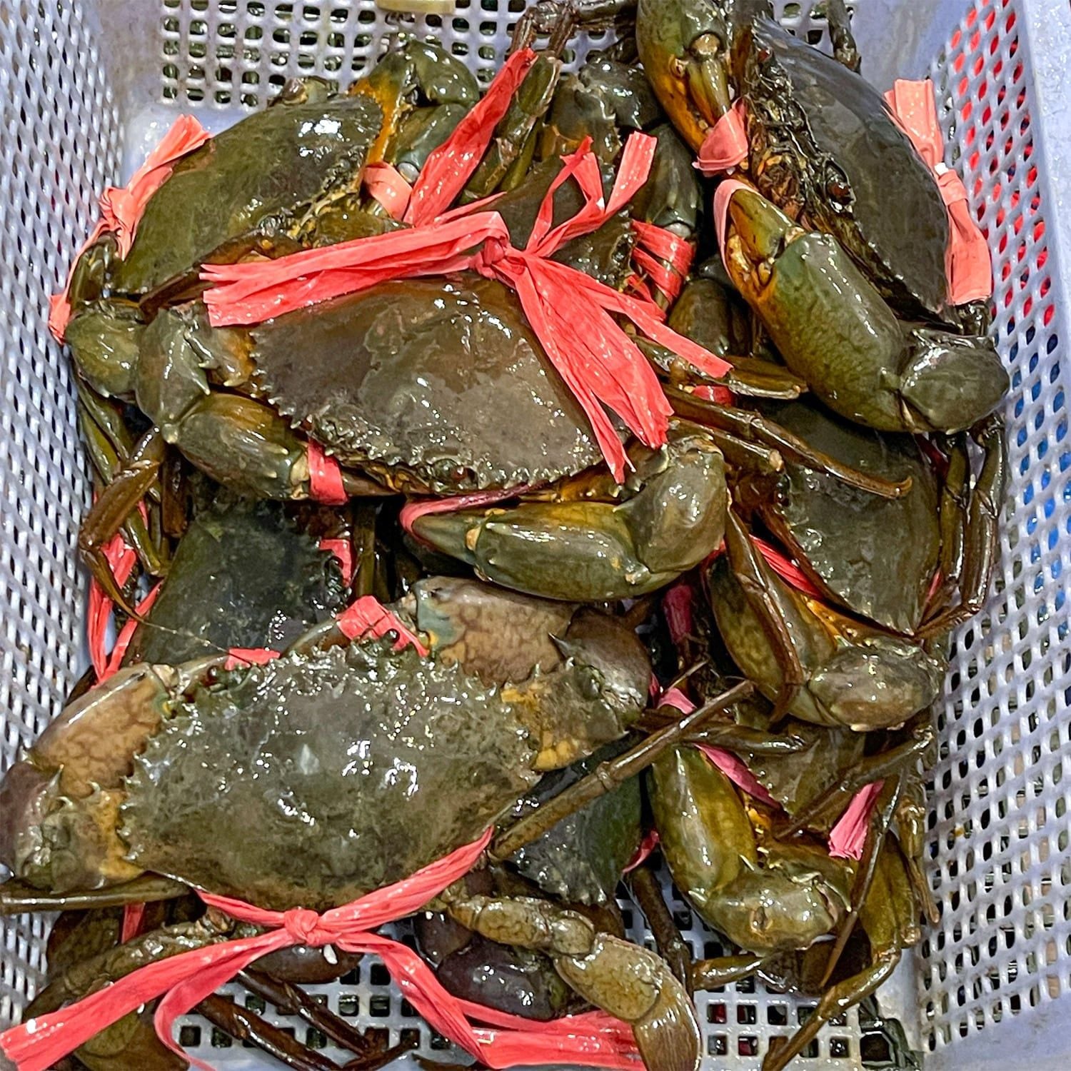  Cua Thịt Y5 Cà Mau 