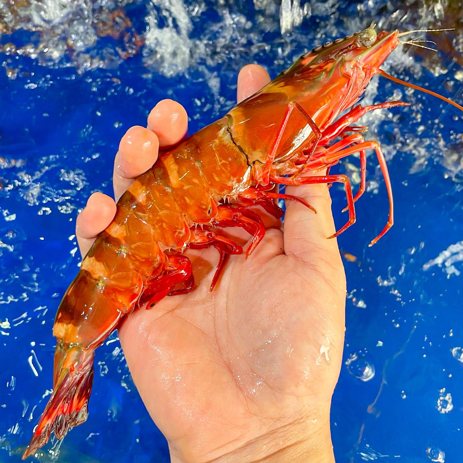  Tôm Sú Hổ (Size 4 - 7) 