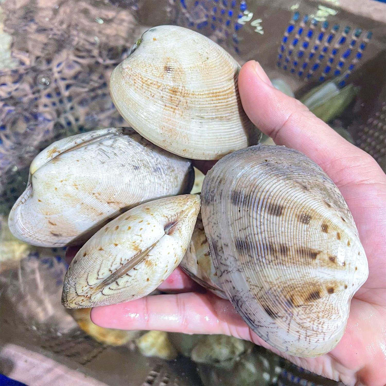  Ngao 2 Cồi Thiên Nhiên 