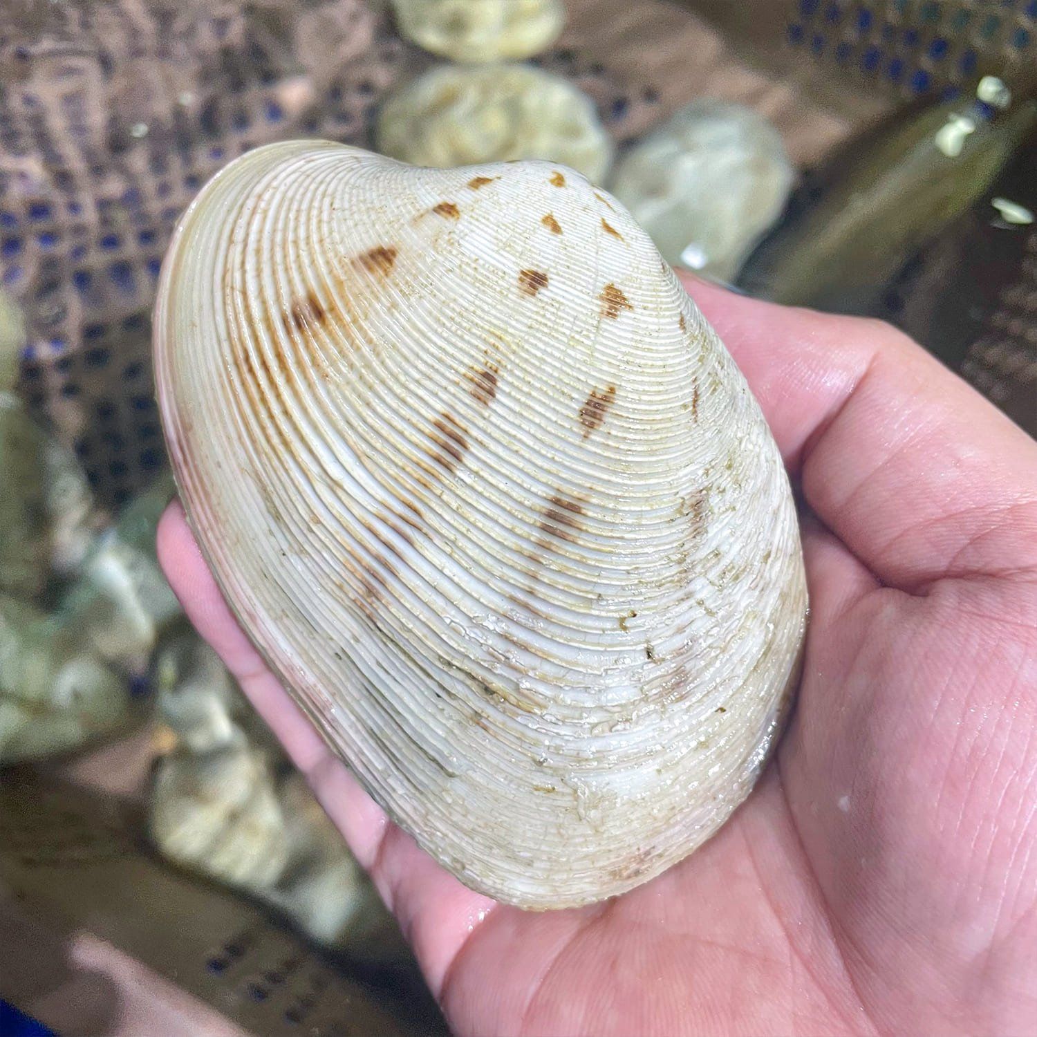  Ngao 2 Cồi Thiên Nhiên 