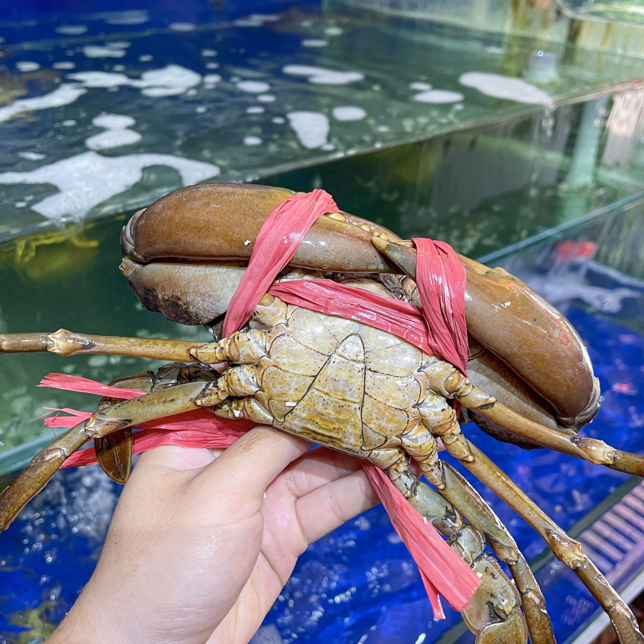  Cua Cà Mau - Cua Y3 