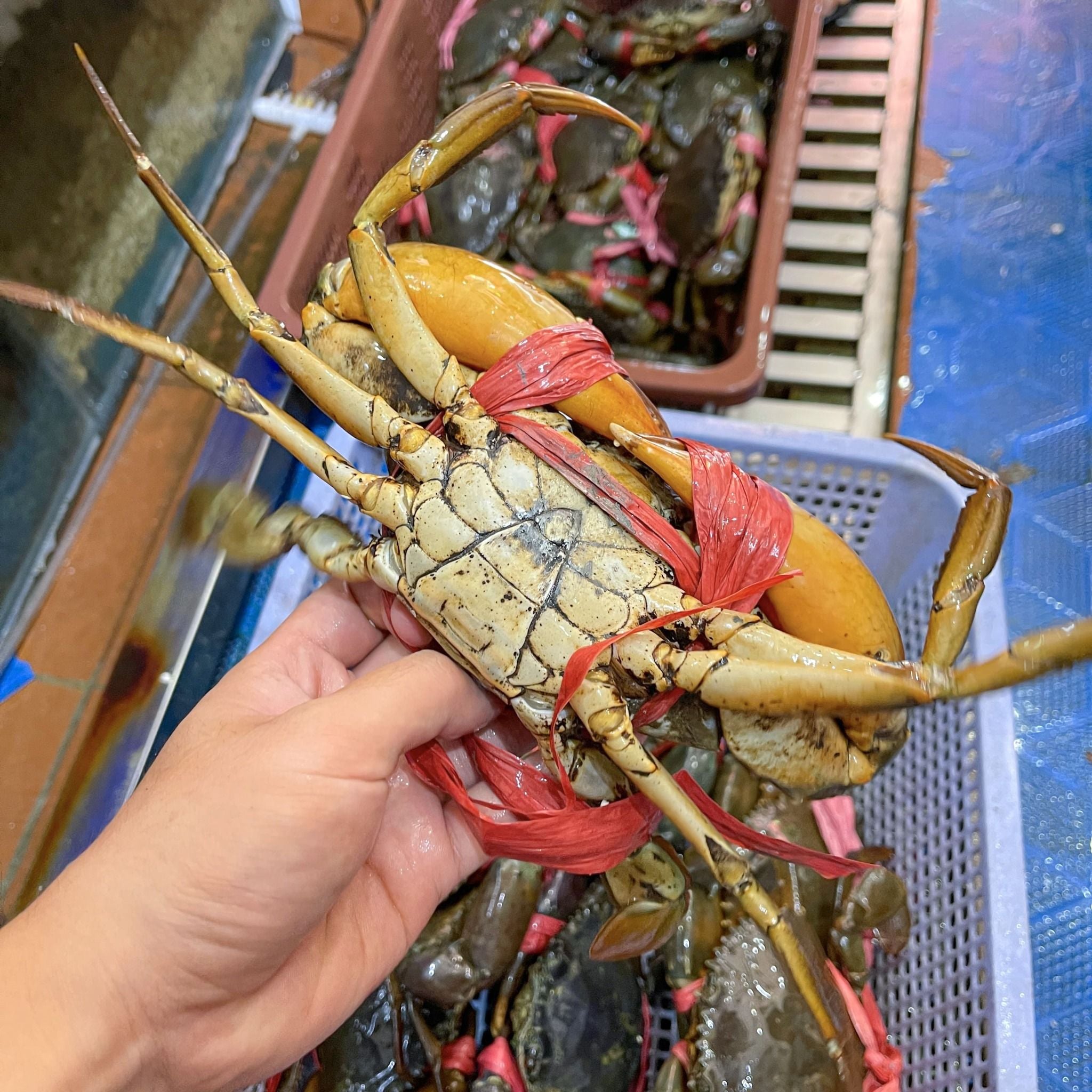  Cua Cà Mau - Cua Y3 