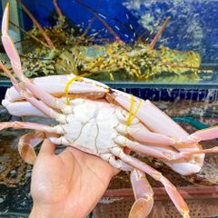 ghe do tuoi song size to hon