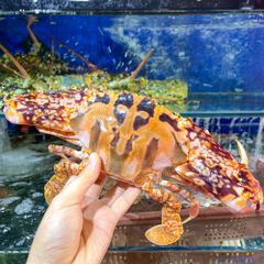 ghe do tuoi song size to hon