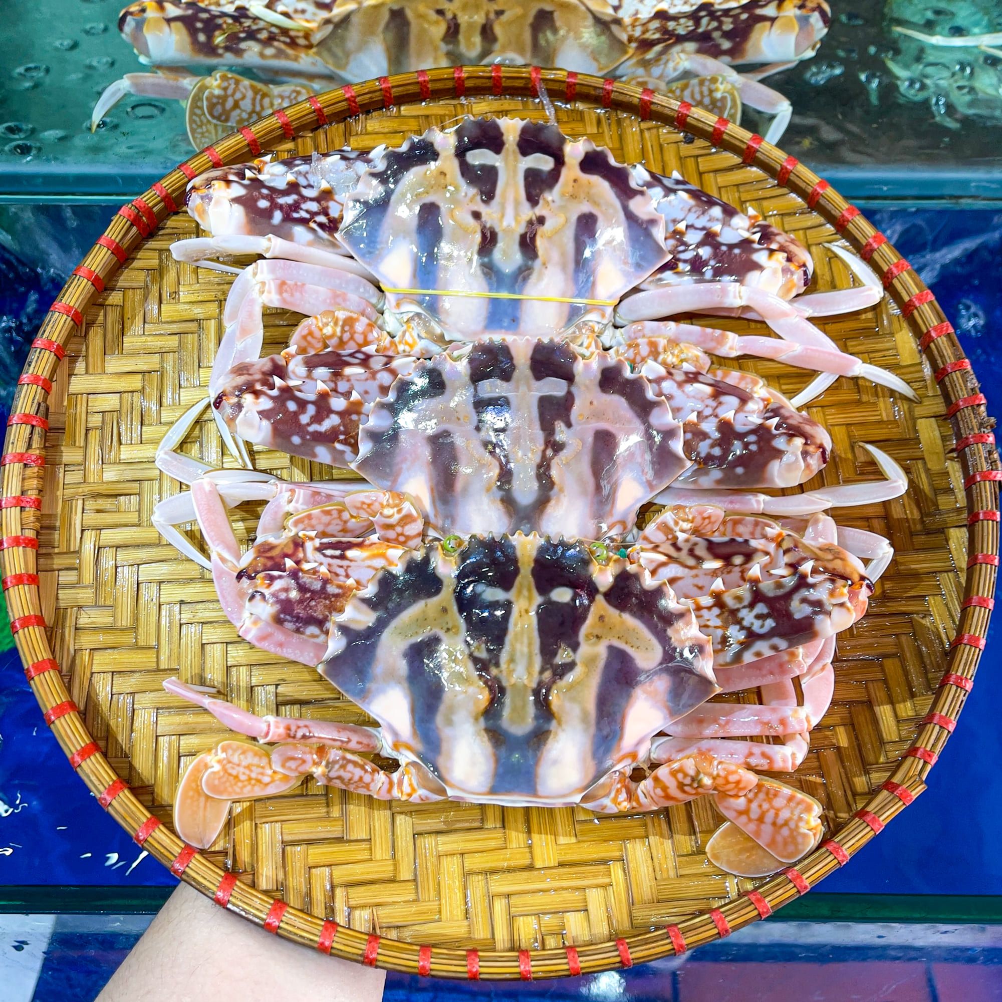  Ghẹ Đỏ (Size 3 - 5 con) 