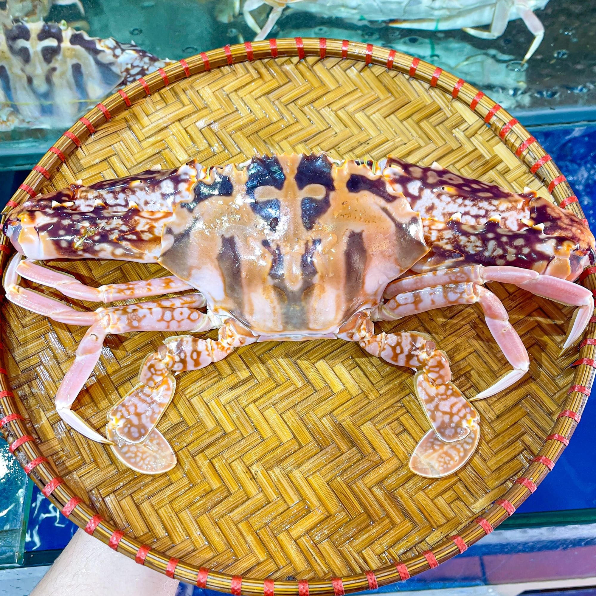  Ghẹ Đỏ (Size 1 - 2 con) 