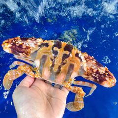 ghe do tuoi song size to hon