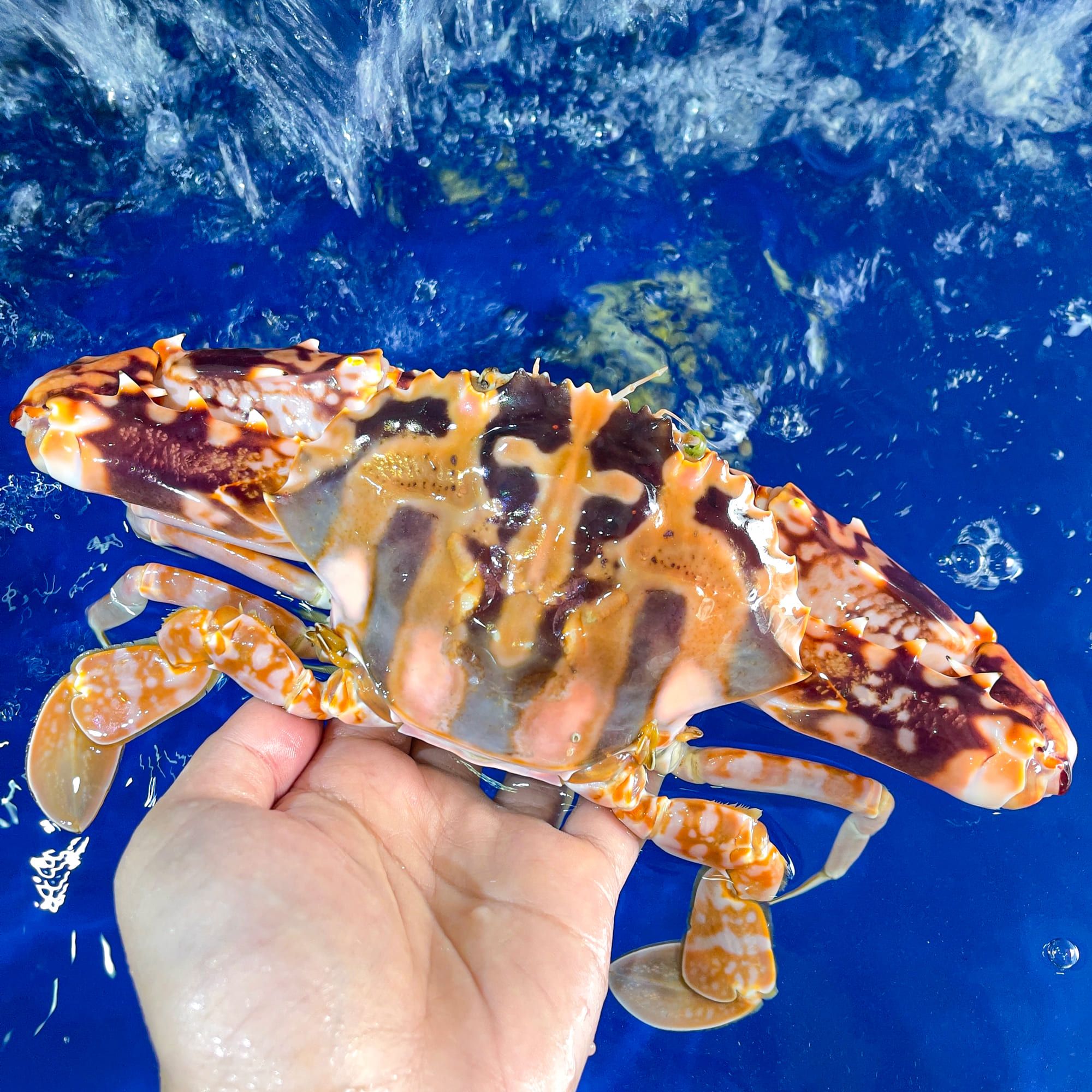  Ghẹ Đỏ (Size 3 - 5 con) 