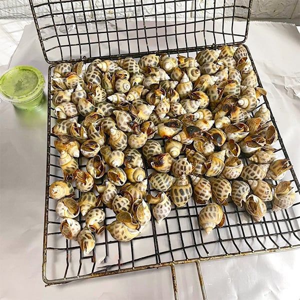  Ốc Hương Size 80 