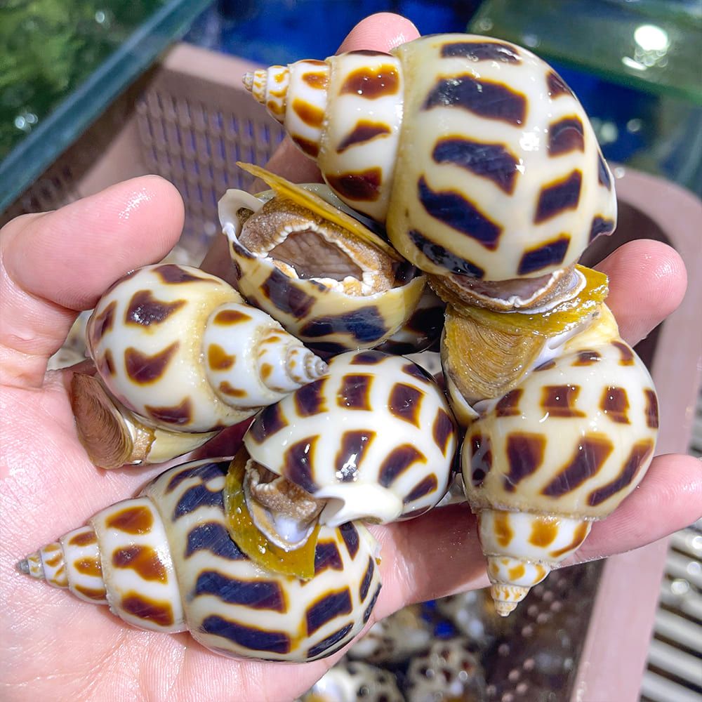  Ốc Hương Thiên Nhiên Size VIP 