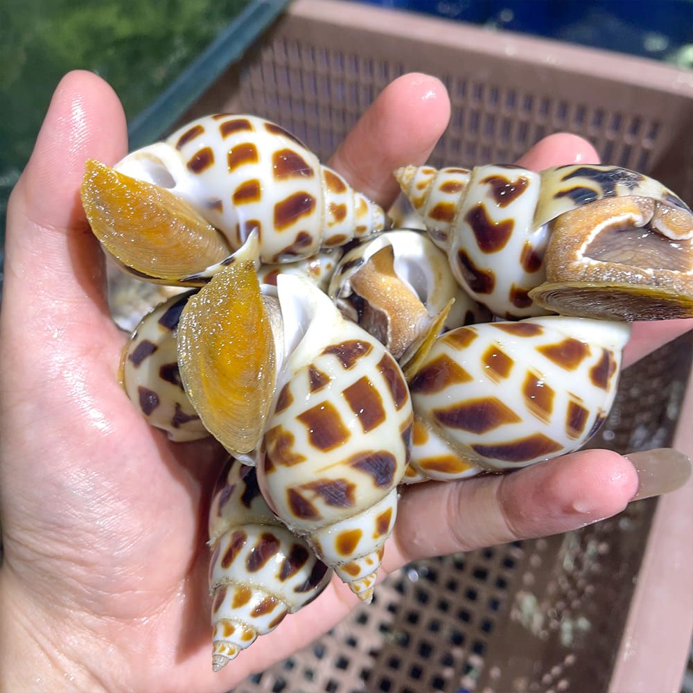  Ốc Hương Thiên Nhiên Size VIP 