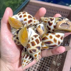 ochuongthiennhiensizevip