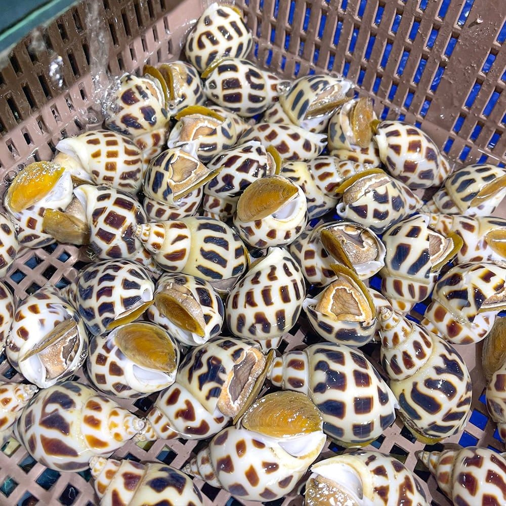  Ốc Hương Thiên Nhiên Size VIP 