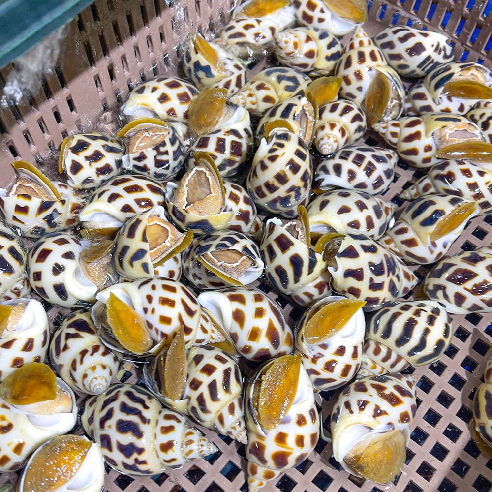  Ốc Hương Thiên Nhiên Size VIP 