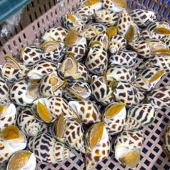 ochuongthiennhiensizevip