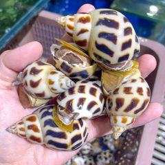 ochuongthiennhiensizevip