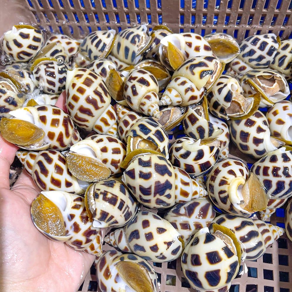  Ốc Hương Thiên Nhiên Size VIP 