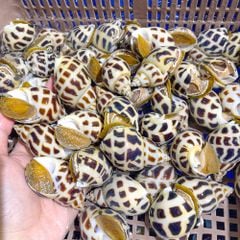 ochuongthiennhiensizevip