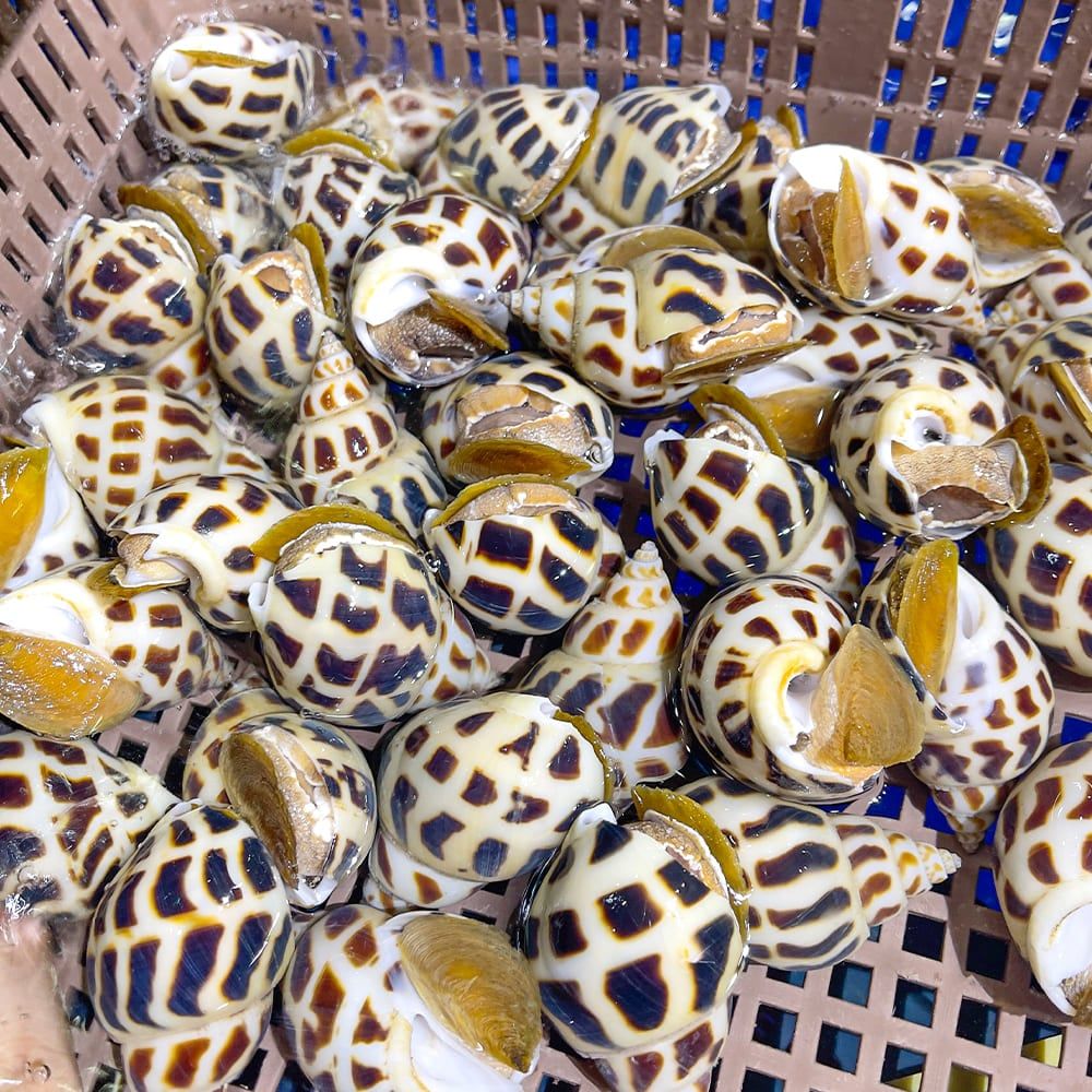  Ốc Hương Thiên Nhiên Size VIP 