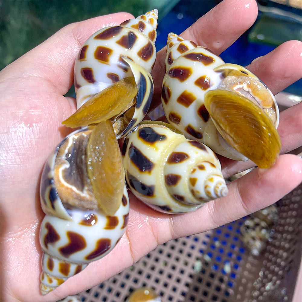  Ốc Hương Thiên Nhiên Size VIP 