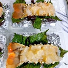 sashimi t 244 m h 249 m b 244 ng