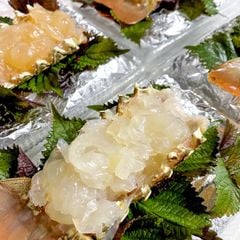 sashimi t 244 m h 249 m b 244 ng