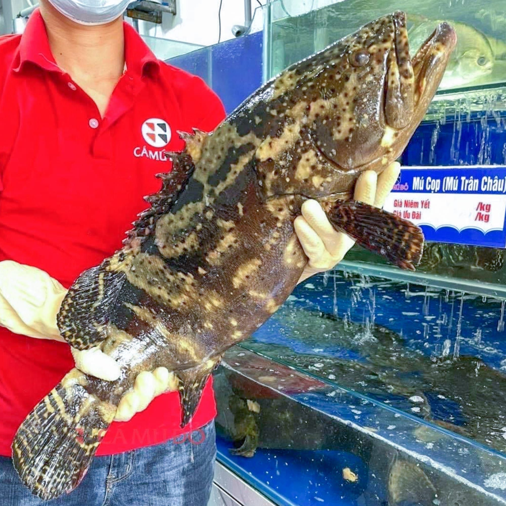  Cá Song Hổ - Cá Mú Cọp ( Size 3 - 6kg/con) 