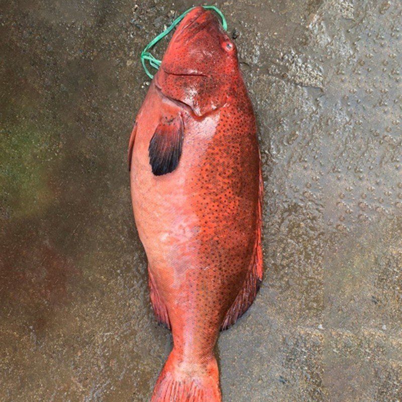  Cá Mú Đỏ Chấm Xanh 