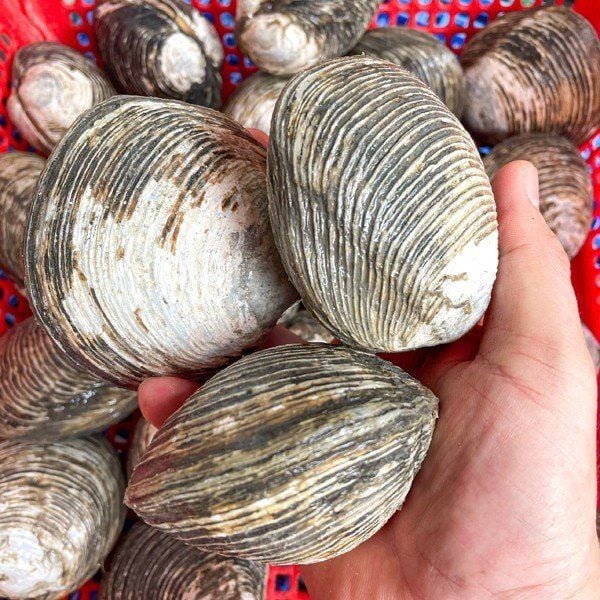 Báo giá con ngán biển Quảng Ninh ngon, chất lượng tại Hà Nội