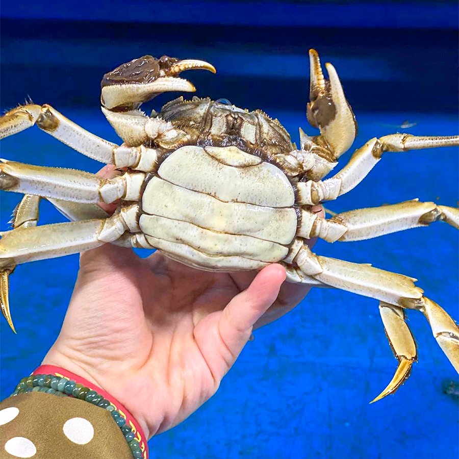 cua long thuong hai cua cai