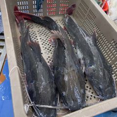 c 225 lang du 244 i do