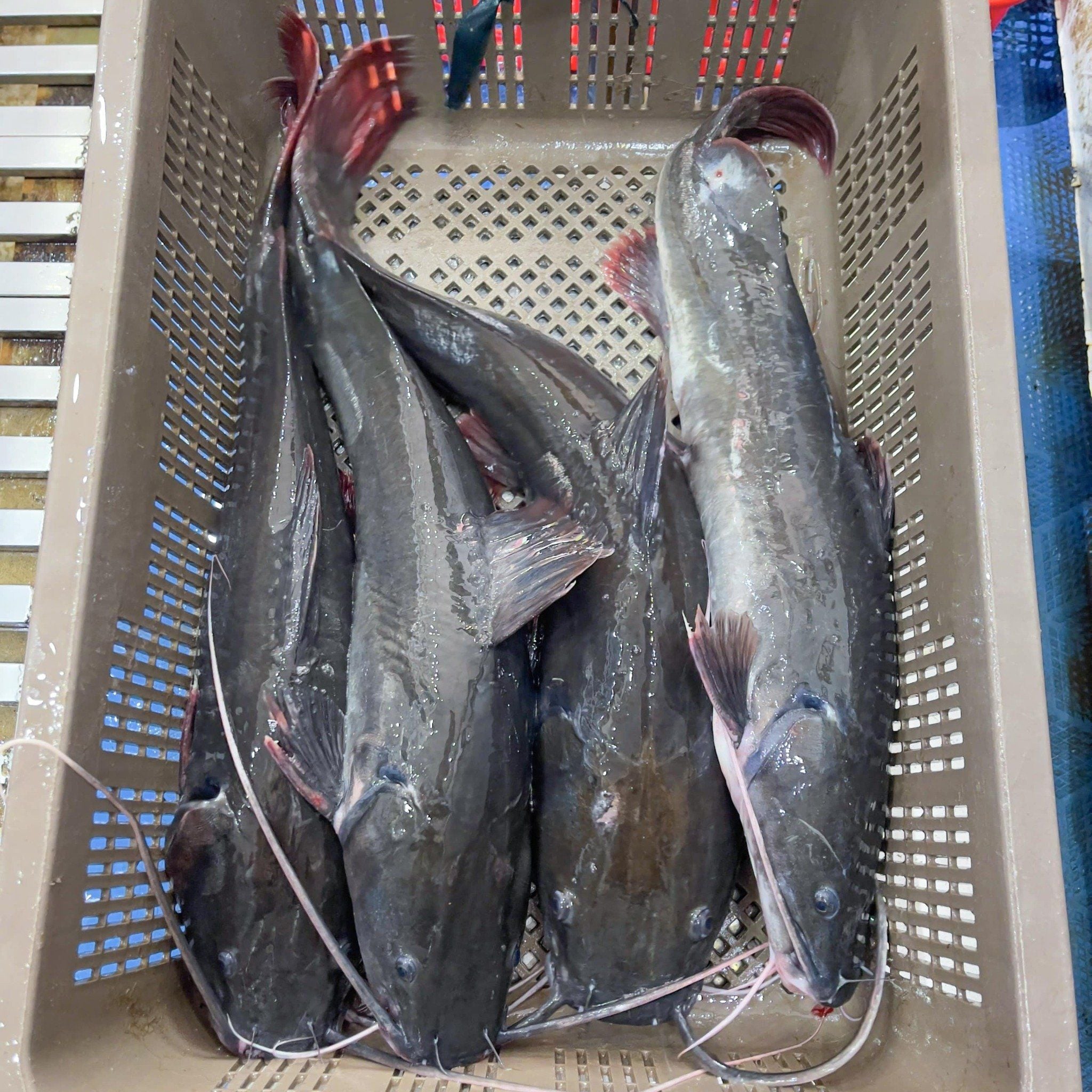  Cá Lăng Đuôi Đỏ 