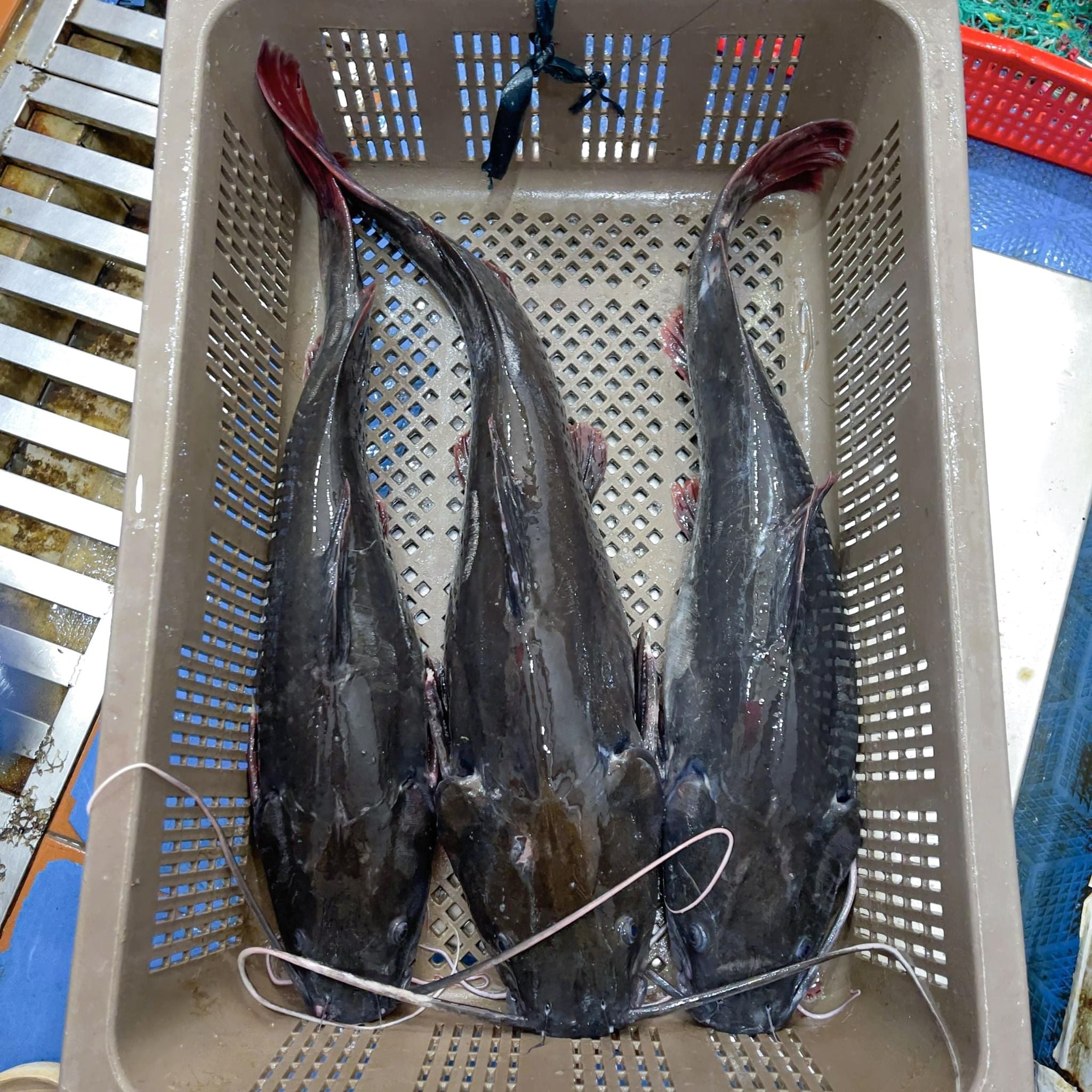  Cá Lăng Đuôi Đỏ 