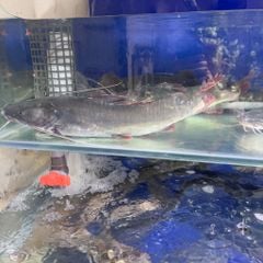 c 225 lang du 244 i do