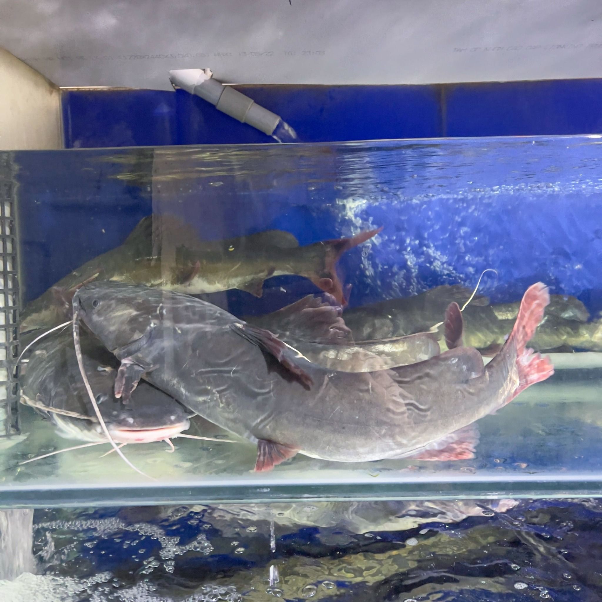  Cá Lăng Đuôi Đỏ 